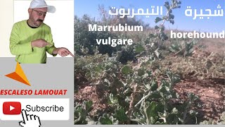 شجيرة التيمريوت او المريوت Marrubium vulgare [upl. by Concordia]