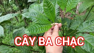 Cây ba chạc – Dược liệu điều trị ghẻ ngứa cực hay [upl. by Nazler]