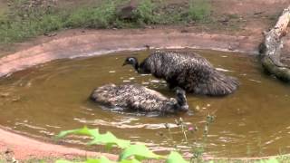 Emus gehen baden [upl. by Aleibarg]