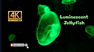 Glowing Sea Magic Watch These Unbelievable Jellyfish Up Close in 4K [upl. by Calli]