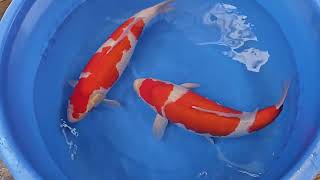 Kohaku  Torazo Urakawa Koi Farm  Yonsai geb2020 73 amp 72cm w RS KOI CONSULTING PREMIUM SELECT [upl. by Bow]