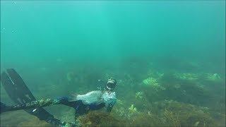 South West Spearheads spearfishing Southern Western Australia [upl. by Harimas143]