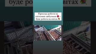 🇱🇺 Нідерланди готовий стікер праця з квітамитюльпани [upl. by Caylor]