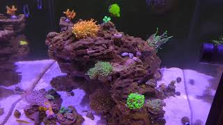 Feeding Mysis Shrimp to the Reef Tank [upl. by Oemor]