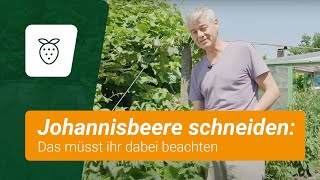 Johannisbeere schneiden Das müsst ihr dabei beachten [upl. by Ted]