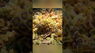 The Most Venomous Octopus In The World Blue Ringed Octopus blueringedoctopus malapascua [upl. by Abehshtab294]