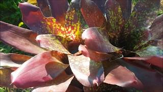 B2B  Bromeliads Water and Light Exposure Gardening with Gabriel [upl. by Itin251]