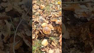 🫶🍄‍🟫🍄‍🟫🍄‍🟫boletus fungi mushrooms porcini грибочки pilze grzyby gribi shorts грибы houby [upl. by Carita]