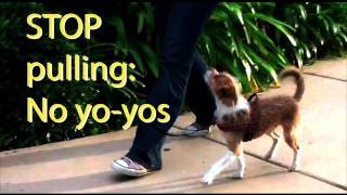 Stop pulling and quotYoyoingquot Dog Training [upl. by Zusman]