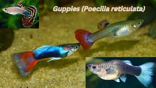 Guppies Poecilia reticulata [upl. by Roydd]