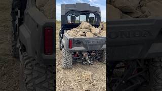 Picking rocks in field with side by side farm [upl. by Nibbor]