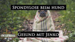 Spondylosen beim Hund  Wie erkenne ich die und was muss ich beachten  Gesund mit Jenko [upl. by Oznol540]