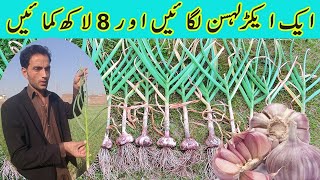 How To Grow Red GarlicLahsan ki kashtGarlic Farming in PakistanMost profitable vegetable product [upl. by Gonta]