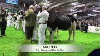 Bovine perfection Lavenham Adeen EX90 wins Holstein ChampionshipAgriScot 2012 [upl. by Ariik]