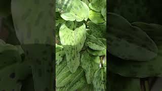 Tanaman hias daun keladi katak shorts [upl. by Getter96]