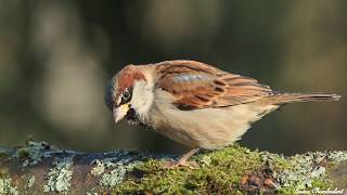 chants  cris du moineau domestique HD songs calls house sparrow [upl. by Ashraf]