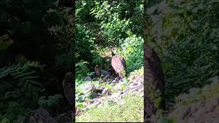 nature peahen baby like shorts video natureslovers [upl. by Biagio]