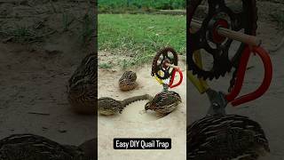 Easy DIY Quail Trap shorts birds quailtrap funny [upl. by Yole]