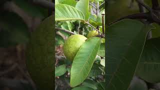 Lets pluck some guavas trending fruit organic [upl. by Garling]