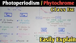 Photoperiodism  SDP  LDP  Phytochrome  Class 12 In Urdu amp Hindi [upl. by Babara218]