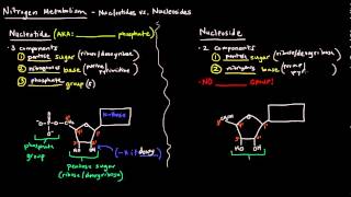 Nucleotides vs Nucleosides [upl. by Rehpinnej292]