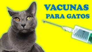 ¿Qué vacunas necesita mi gato [upl. by Lemhar]