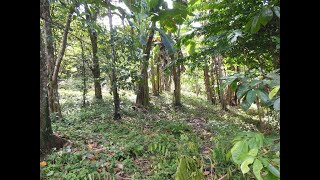 Farm Lot Investment Opportunity in San Pablo City Laguna Philippines [upl. by Amorete]