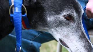 quotAfter the Racequot Greyhound Racing Dog Adoption Metamora Films [upl. by Ahsenahs422]