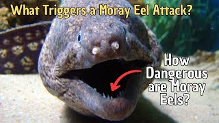 How Dangerous are Moray Eels What Triggers a Moray Eel Attack [upl. by Klapp763]