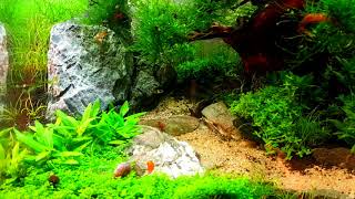 Nanocube Timelapse of Snails Endlers Guppy and Shrimps [upl. by Retsev419]