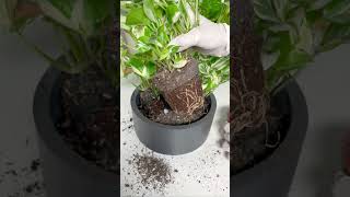 How to make your houseplants look fuller the easy way indoorplants houseplant plantcare plants [upl. by Eornom]