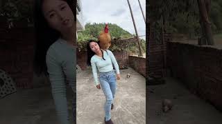 A big rooster that can understand human language a famous rooster on the Internet a fighter am [upl. by Saidee638]