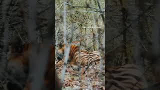 Tigers of bandhavgarh bandhavgarhtigerreserve shortsviral shorts youtubeshorts tiger [upl. by Netnert]