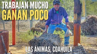 el duro trabajo de extraer cera de LA CANDELILLA en la Sierra de Coahuila [upl. by Chernow]