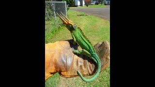 JACKSONS CHAMELEON FARM [upl. by Nare973]