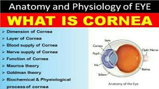 what is Cornea [upl. by Soraya]