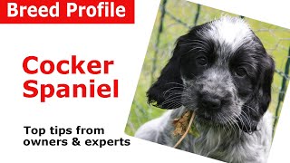 Cocker Spaniel Dog Breed Guide [upl. by Rheta866]