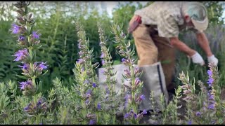 How to Grow and Harvest Hyssop with Michael Pilarski quotSkeeterquot [upl. by Arok]