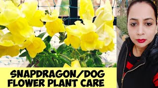 How to care Snapdragon Dog flower plant Antirrhinum plant care in detail [upl. by Josy]