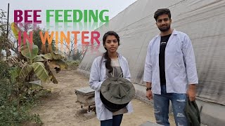 Bee Feeding in Winter  Beekeeping  ENT401  School of Agriculture  LPU [upl. by Bathsheb]