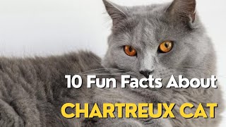 10 Fun Facts About Chartreux Cat [upl. by Lalad524]