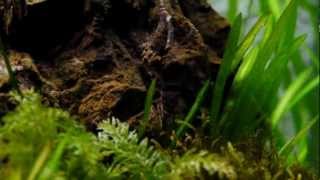 Moss and shrimp in the 350 Tank [upl. by Aihsatan522]