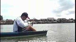 Fishing for Giant Freshwater Stingrays in Bangkok Thailand [upl. by Ylrae188]