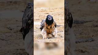 Peregrine Falcon Attack 🤯 By info fact News [upl. by Amaso]