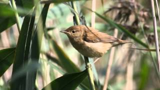 Reed Warbler Bird Call Bird Song [upl. by Sokul272]