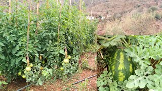 شاهد كيف تزدهر الطماطم والجلبان والبطيخ الأحمر في جبال الريف بعد الأمطار على ضفاف واد غيس الحسيمة [upl. by Adnahcal4]