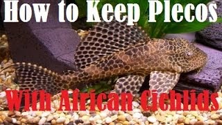 How to Keep Plecostomus With African Cichlids [upl. by Feigin]