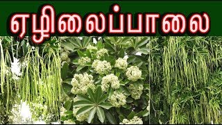 alstonia scholaris medicine ஏழிலைப்பாலையின் வைத்தியம் ezhilai paalai [upl. by Ssidnak703]