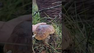 Porcini foraging mushroomhunting nature boletus wildmushrooms boletusedulis ediblemushrooms [upl. by Valsimot]