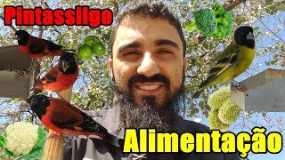 Alimentação completa para Pintassilgo [upl. by Nudd]